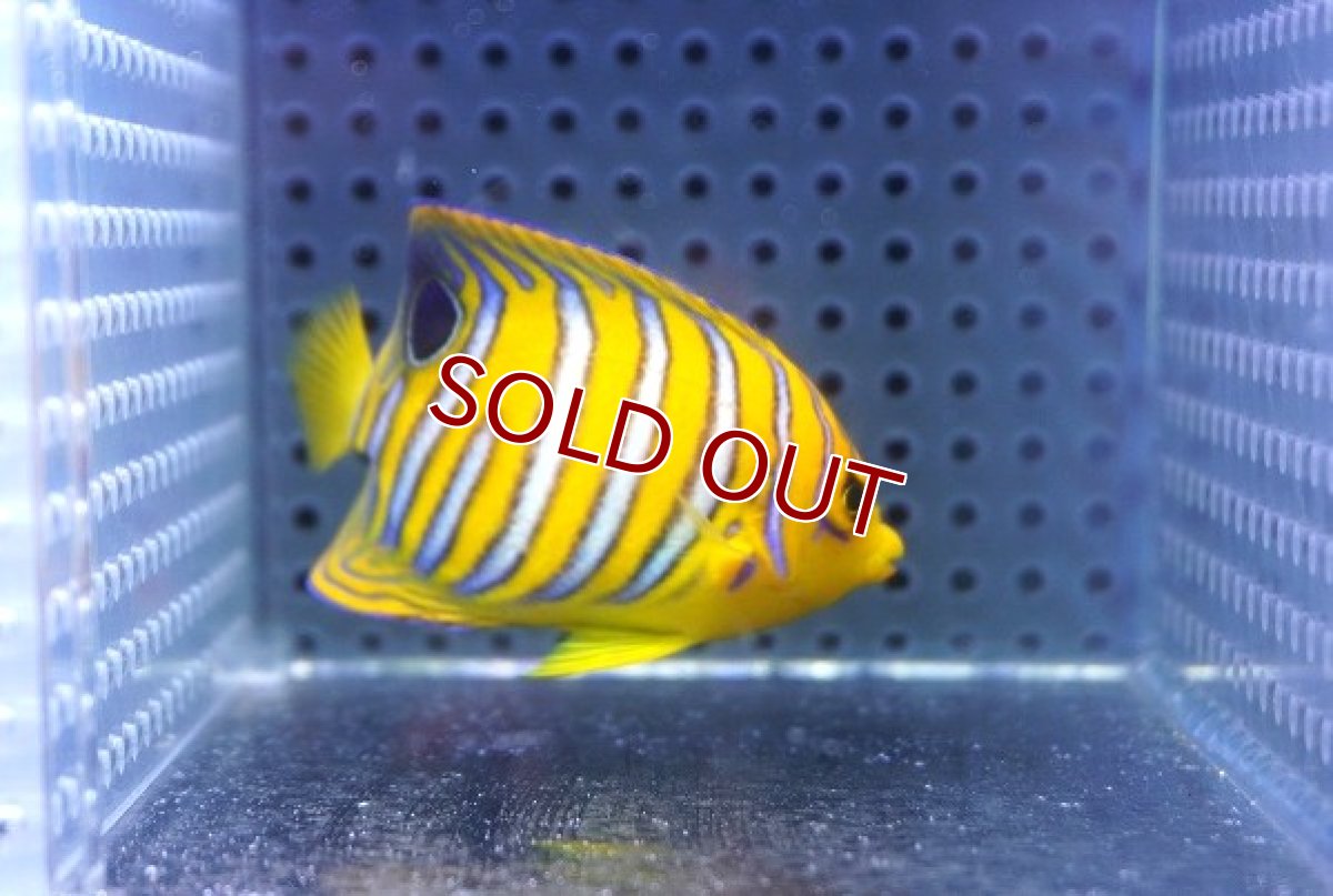 画像2: 【海水魚・ヤッコ】【通販】状態良好♪【モルディブ産】インドニシキヤッコ（S)(個体販売）（±6.5cm） No.21（生体）(海水魚) (2)