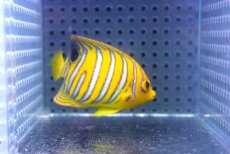 画像2: 【海水魚・ヤッコ】【通販】状態良好♪【モルディブ産】インドニシキヤッコ（S)(個体販売）（±6.5cm） No.21（生体）(海水魚) (2)