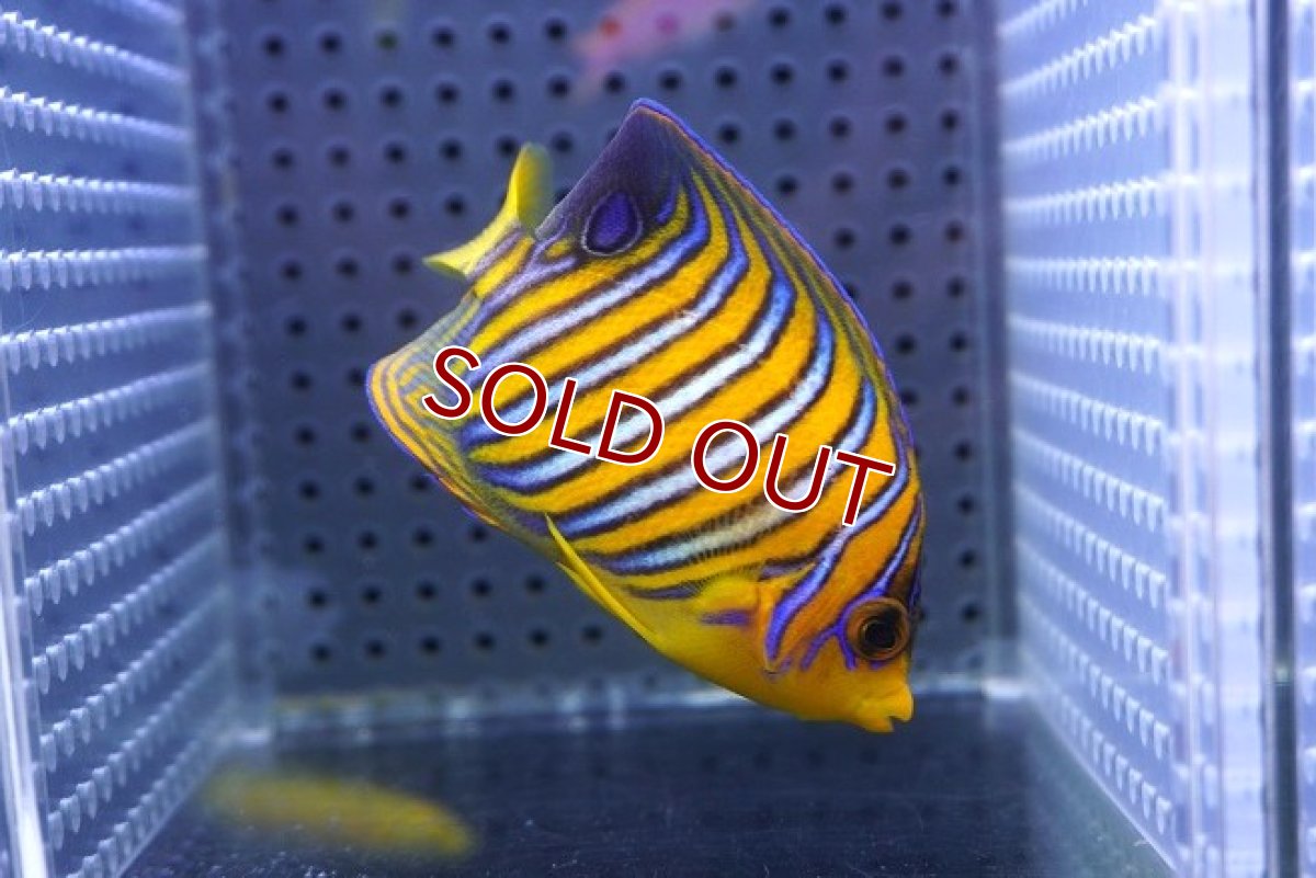 画像1: 【海水魚・ヤッコ】【通販】人工飼料OK♪【モルディブ産】インドニシキヤッコ（S)(個体販売）（±7cm） No.22（生体）(海水魚) (1)