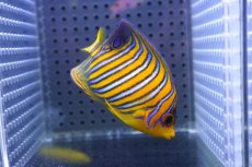 画像1: 【海水魚・ヤッコ】【通販】人工飼料OK♪【モルディブ産】インドニシキヤッコ（S)(個体販売）（±7cm） No.22（生体）(海水魚) (1)