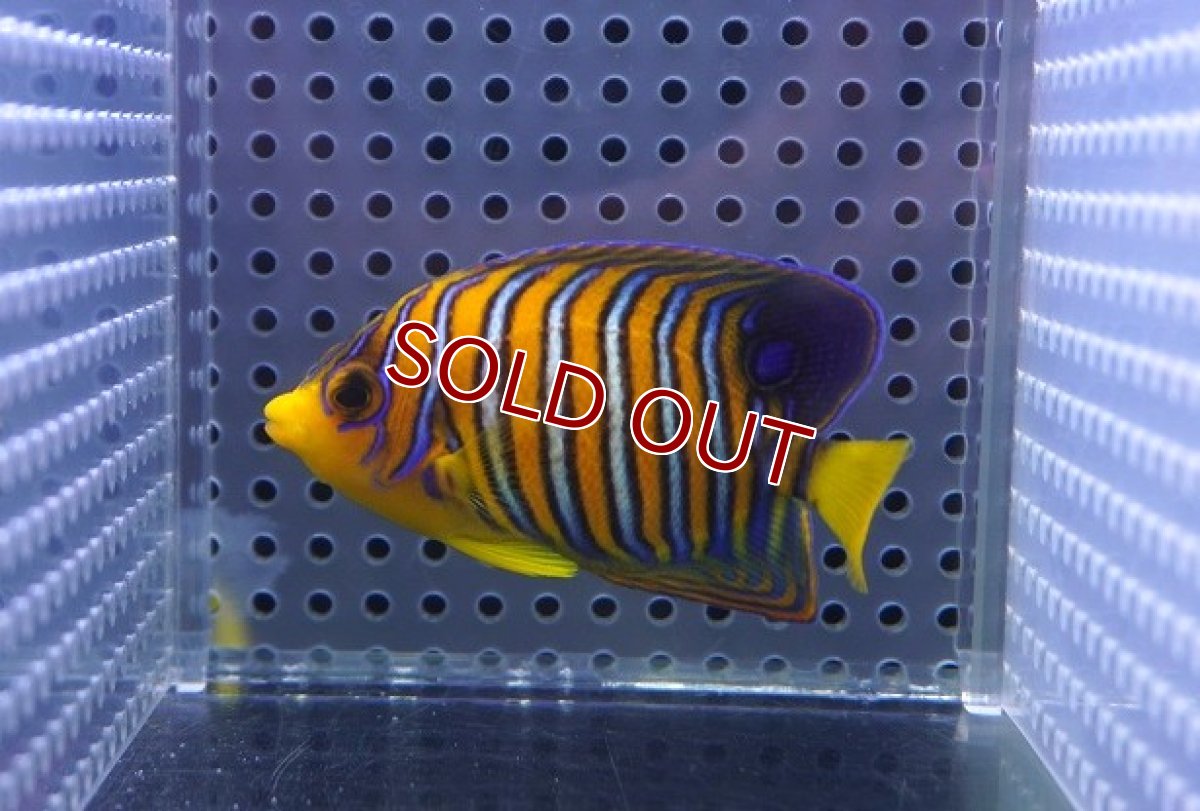 画像2: 【海水魚・ヤッコ】【通販】人工飼料OK♪【モルディブ産】インドニシキヤッコ（S)(個体販売）（±7cm） No.22（生体）(海水魚) (2)