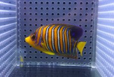 画像2: 【海水魚・ヤッコ】【通販】人工飼料OK♪【モルディブ産】インドニシキヤッコ（S)(個体販売）（±7cm） No.22（生体）(海水魚) (2)