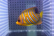 画像1: 【海水魚・ヤッコ】【通販】人工飼料OK♪【モルディブ産】インドニシキヤッコ（S)(個体販売）（±7cm） No.23（生体）(海水魚) (1)