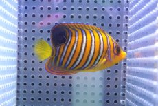 画像2: 【海水魚・ヤッコ】【通販】人工飼料OK♪【モルディブ産】インドニシキヤッコ（S)(個体販売）（±7cm） No.23（生体）(海水魚) (2)