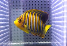 画像1: 【海水魚・ヤッコ】【通販】状態良好♪【モルディブ産】インドニシキヤッコ（SM)(個体販売）（±8.5cm） No.24（生体）(海水魚) (1)