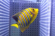 画像2: 【海水魚・ヤッコ】【通販】状態良好♪【モルディブ産】インドニシキヤッコ（SM)(個体販売）（±8.5cm） No.24（生体）(海水魚) (2)