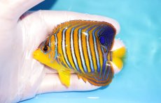 画像1: 【海水魚・ヤッコ】【通販】状態良好♪【モルディブ産】インドニシキヤッコ（SM)(個体販売）（±8.5cm） No.25（生体）(海水魚) (1)