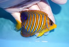 画像2: 【海水魚・ヤッコ】【通販】状態良好♪【モルディブ産】インドニシキヤッコ（SM)(個体販売）（±8.5cm） No.25（生体）(海水魚) (2)