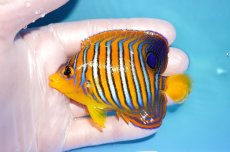 画像1: 【海水魚・ヤッコ】【通販】状態良好♪【モルディブ産】インドニシキヤッコ（SM)(個体販売）（±8.5cm） No.27（生体）(海水魚) (1)