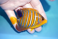 画像2: 【海水魚・ヤッコ】【通販】状態良好♪【モルディブ産】インドニシキヤッコ（SM)(個体販売）（±8.5cm） No.27（生体）(海水魚) (2)