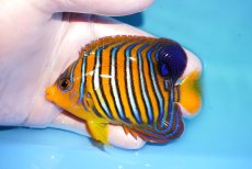 画像1: 【海水魚・ヤッコ】【通販】状態良好♪【モルディブ産】インドニシキヤッコ（M)(個体販売）（±10cm） No.28（生体）(海水魚) (1)