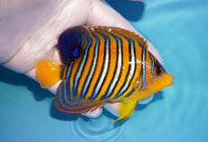 画像2: 【海水魚・ヤッコ】【通販】状態良好♪【モルディブ産】インドニシキヤッコ（M)(個体販売）（±10cm） No.28（生体）(海水魚) (2)