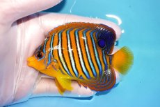 画像1: 【海水魚・ヤッコ】【通販】状態良好♪【モルディブ産】インドニシキヤッコ（SM/イレギュラーバンド)(個体販売）（±9cm） No.29（生体）(海水魚) (1)