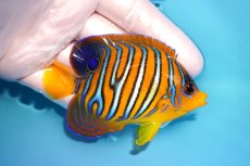 画像2: 【海水魚・ヤッコ】【通販】状態良好♪【モルディブ産】インドニシキヤッコ（SM/イレギュラーバンド)(個体販売）（±9cm） No.29（生体）(海水魚) (2)