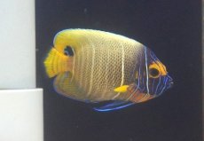 画像1: 【海水魚・ヤッコ】【通販】人工飼料OK♪アデヤッコ（Semi Adult）(個体販売）（±8cm） No.2（生体）(海水魚) (1)