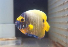 画像2: 【海水魚・ヤッコ】【通販】人工飼料OK♪アデヤッコ（Semi Adult）(個体販売）（±8cm） No.2（生体）(海水魚) (2)