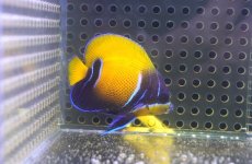 画像1: 【海水魚・ヤッコ】【通販】人工飼料OK♪イナズマヤッコ（Sサイズ）(個体販売）（±5cm） No.1（生体）(海水魚) (1)