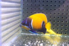 画像2: 【海水魚・ヤッコ】【通販】人工飼料OK♪イナズマヤッコ（Sサイズ）(個体販売）（±5cm） No.1（生体）(海水魚) (2)