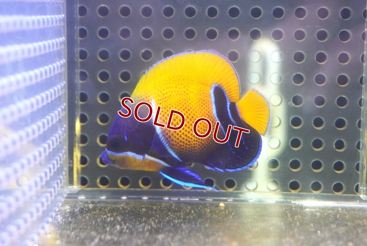 画像1: 【海水魚・ヤッコ】【通販】人工飼料OK♪イナズマヤッコ（Sサイズ）(個体販売）（±5cm） No.2（生体）(海水魚) (1)