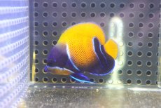 画像1: 【海水魚・ヤッコ】【通販】人工飼料OK♪イナズマヤッコ（Sサイズ）(個体販売）（±5cm） No.2（生体）(海水魚) (1)