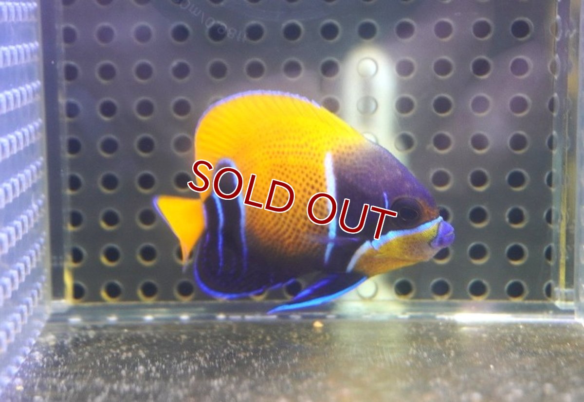 画像2: 【海水魚・ヤッコ】【通販】人工飼料OK♪イナズマヤッコ（Sサイズ）(個体販売）（±5cm） No.2（生体）(海水魚) (2)