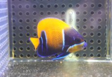 画像2: 【海水魚・ヤッコ】【通販】人工飼料OK♪イナズマヤッコ（Sサイズ）(個体販売）（±5cm） No.2（生体）(海水魚) (2)