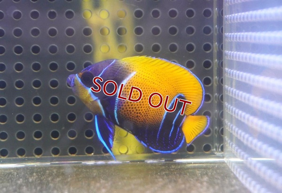 画像1: 【海水魚・ヤッコ】【通販】人工飼料OK♪イナズマヤッコ（Sサイズ）(個体販売）（±5cm） No.3（生体）(海水魚) (1)