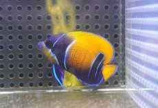 画像1: 【海水魚・ヤッコ】【通販】人工飼料OK♪イナズマヤッコ（Sサイズ）(個体販売）（±5cm） No.3（生体）(海水魚) (1)