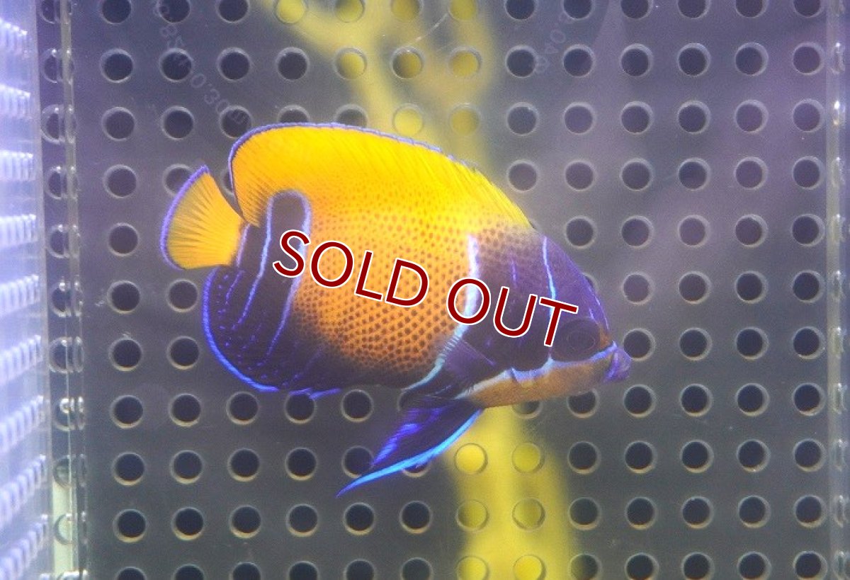 画像2: 【海水魚・ヤッコ】【通販】人工飼料OK♪イナズマヤッコ（Sサイズ）(個体販売）（±5cm） No.3（生体）(海水魚) (2)