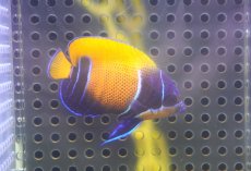 画像2: 【海水魚・ヤッコ】【通販】人工飼料OK♪イナズマヤッコ（Sサイズ）(個体販売）（±5cm） No.3（生体）(海水魚) (2)