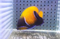 画像1: 【海水魚・ヤッコ】【通販】人工飼料OK♪イナズマヤッコ（Sサイズ）(個体販売）（±5cm） No.5（生体）(海水魚) (1)