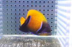 画像2: 【海水魚・ヤッコ】【通販】人工飼料OK♪イナズマヤッコ（Sサイズ）(個体販売）（±5cm） No.5（生体）(海水魚) (2)