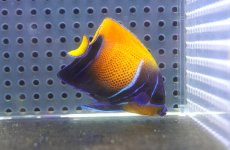 画像1: 【海水魚・ヤッコ】【通販】人工飼料OK♪イナズマヤッコ（SMサイズ）(個体販売）（±6cm） No.6（生体）(海水魚) (1)