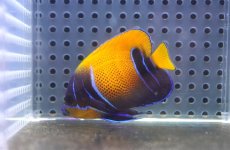 画像2: 【海水魚・ヤッコ】【通販】人工飼料OK♪イナズマヤッコ（SMサイズ）(個体販売）（±6cm） No.6（生体）(海水魚) (2)