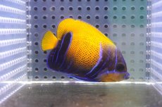 画像1: 【海水魚・ヤッコ】【通販】人工飼料OK♪イナズマヤッコ（SMサイズ）(個体販売）（±6.5cm） No.7（生体）(海水魚) (1)