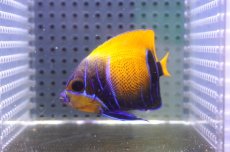 画像2: 【海水魚・ヤッコ】【通販】人工飼料OK♪イナズマヤッコ（SMサイズ）(個体販売）（±6.5cm） No.7（生体）(海水魚) (2)