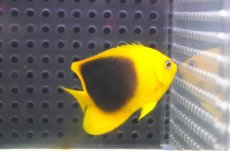 画像1: 【海水魚・ヤッコ】【通販】人工飼料OK♪ロックビューティー（SMサイズ）(個体販売）（±5.5cm） No.1（生体）(海水魚) (1)