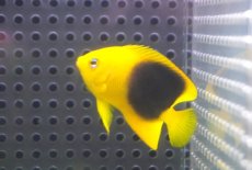画像2: 【海水魚・ヤッコ】【通販】人工飼料OK♪ロックビューティー（SMサイズ）(個体販売）（±5.5cm） No.1（生体）(海水魚) (2)
