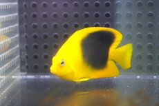 画像1: 【海水魚・ヤッコ】【通販】人工飼料OK♪ロックビューティー（SMサイズ）(個体販売）（±6cm） No.2（生体）(海水魚) (1)