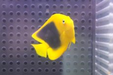 画像2: 【海水魚・ヤッコ】【通販】人工飼料OK♪ロックビューティー（SMサイズ）(個体販売）（±6cm） No.2（生体）(海水魚) (2)