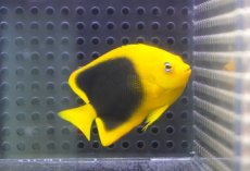 画像1: 【海水魚・ヤッコ】【通販】人工飼料OK♪ロックビューティー（SMサイズ）(個体販売）（±6.5cm） No.3（生体）(海水魚) (1)