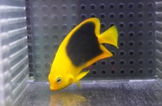 画像2: 【海水魚・ヤッコ】【通販】人工飼料OK♪ロックビューティー（SMサイズ）(個体販売）（±6.5cm） No.3（生体）(海水魚) (2)