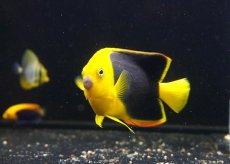 画像1: 【海水魚・ヤッコ】【通販】人工飼料OK♪ロックビューティー（Mサイズ)(個体販売）（±9cm） No.4（生体）(海水魚) (1)