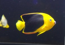 画像2: 【海水魚・ヤッコ】【通販】人工飼料OK♪ロックビューティー（Mサイズ)(個体販売）（±9cm） No.4（生体）(海水魚) (2)