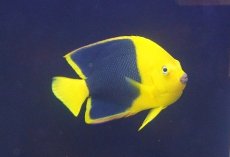 画像1: 【海水魚・ヤッコ】【通販】人工飼料OK♪ロックビューティー（Mサイズ)(個体販売）（±11cm） No.5（生体）(海水魚) (1)