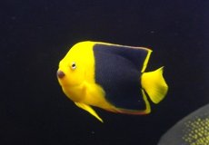 画像2: 【海水魚・ヤッコ】【通販】人工飼料OK♪ロックビューティー（Mサイズ)(個体販売）（±11cm） No.5（生体）(海水魚) (2)