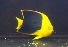 画像1: 【海水魚・ヤッコ】【通販】人工飼料OK♪ロックビューティー（MLサイズ)(個体販売）（±13-14cm） No.6（生体）(海水魚) (1)