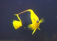 画像2: 【海水魚・ヤッコ】【通販】人工飼料OK♪ロックビューティー（MLサイズ)(個体販売）（±13-14cm） No.6（生体）(海水魚) (2)