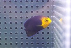 画像1: 【海水魚・ヤッコ】【通販】人工飼料OK♪チェルブピグミーエンゼル（SMサイズ）(個体販売）（±4.5cm） No.1（生体）(海水魚) (1)