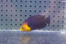 画像2: 【海水魚・ヤッコ】【通販】人工飼料OK♪チェルブピグミーエンゼル（SMサイズ）(個体販売）（±4.5cm） No.1（生体）(海水魚) (2)